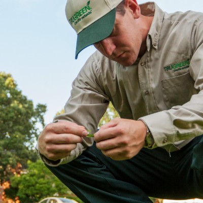 A TruGreen employee is inspecting a blade of grass.