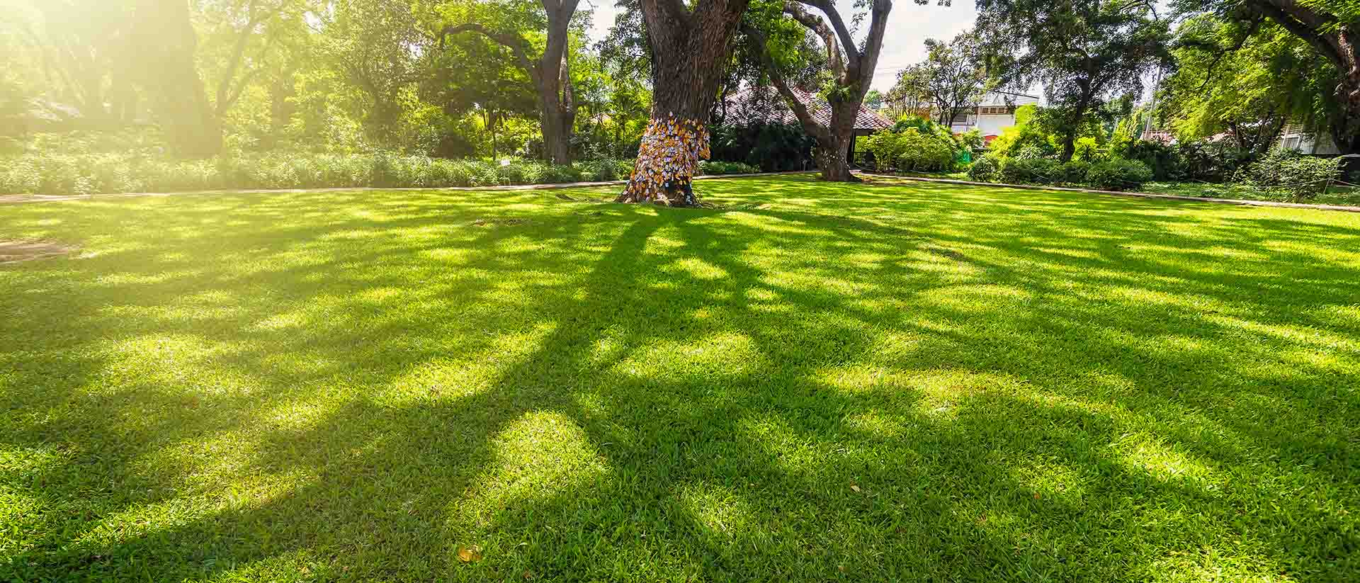 An image of a beautiful green lawn. A few big trees in the yard. The sun is setting and there are shadows from the trees.