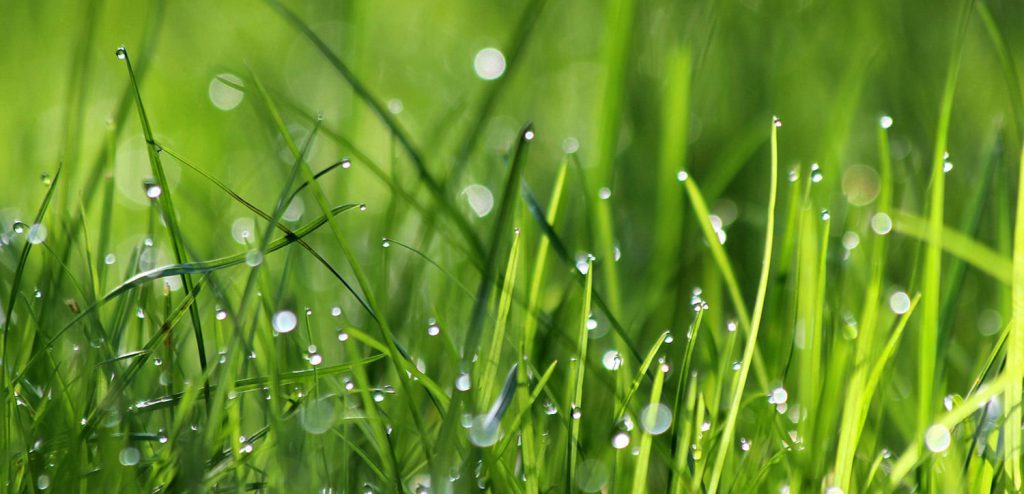 A close up of grass with dew on it.